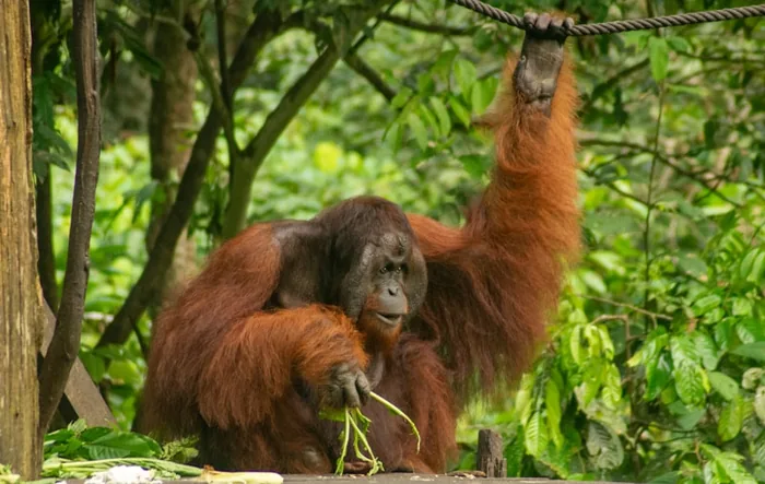 Orangutan in the Borneo rainforest