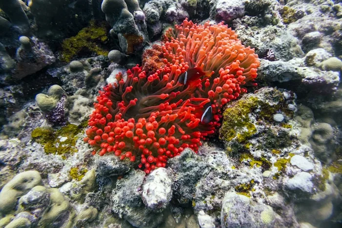 Clownfish in a red sea anemone on a coral reef