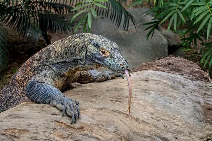 A Komodo dragon on Komodo Island, Indonesia