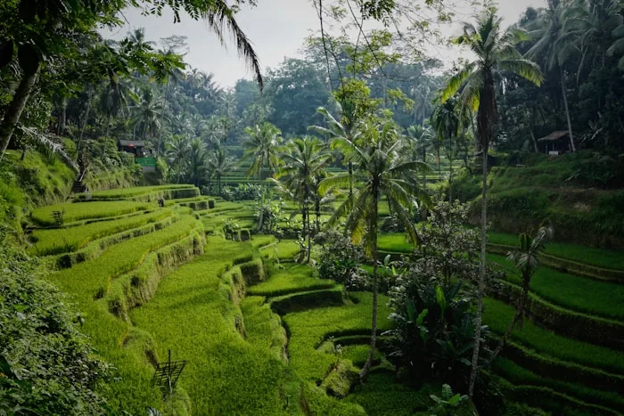 Green rice terraces and palm trees near Ubud, Bali